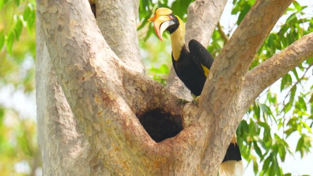 The great hornbill (Buceros bicornis)  feeds its young in a hollow in a tall tree. Birdwatching in natural habitats in the forest Thailand.