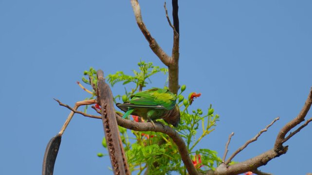 Alexandrine Parakeet (Palaeornis eupatria) perched on a Caesalpinia pulcherrima tree.Birdwatching in natural habitats in the forest Thailand.