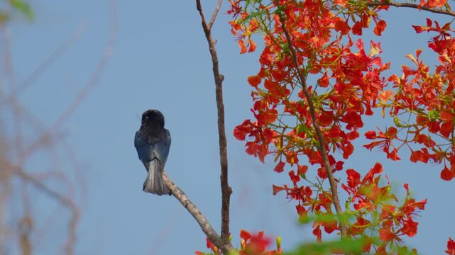 Black Drongo Dicrurus macrocercus bird perched on a Caesalpinia pulcherrima tree.Birdwatching in natural habitats in the forest Thailand.