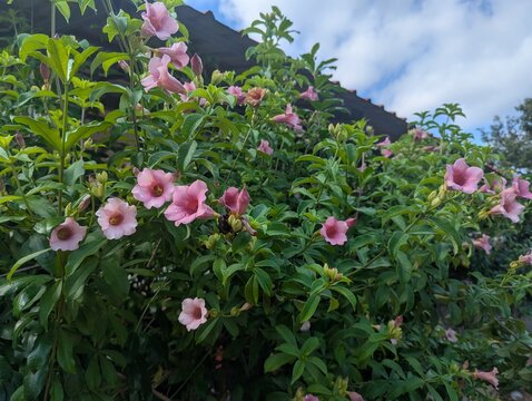 Purple allamanda flowers (Allamanda blanchetii) with blue sky in the background