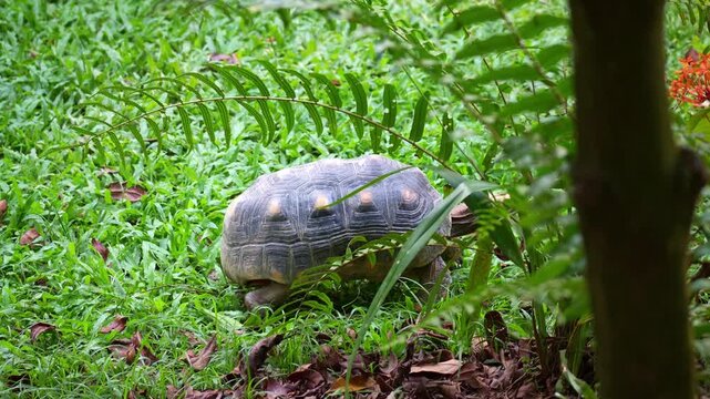 Close up shot of a Red-footed tortoise (chelonoidis carbonarius) slowly crawls on the forest floor.
