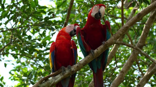 A Scarlet Macaw (Ara macao) and a Red-and-green Macaw (Ara chloropterus) perch side by side on the tree branch, close up shot.