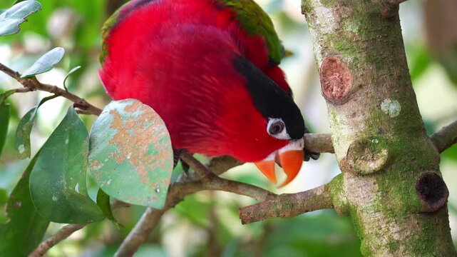 A Purple-bellied lory (Lorius hypoinochrous) perches on a lichen-covered tree branch, foraging for food, close up shot.