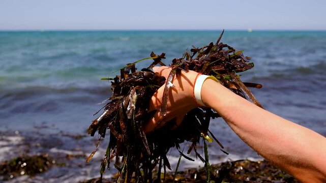 algae mud in the sea. selective focus.