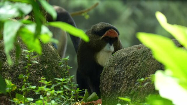 A De Brazza's monkey (Cercopithecus neglectus) looks around its surroundings while chewing food, close up shot.