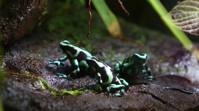 Three Green and black poison dart frogs (Dendrobates auratus) perch on a mossy rock in a terrarium, close up shot.