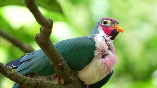 Close up shot of a male Jambu fruit dove (Ramphiculus jambu) perches on a branch, appearing to be undergoing a molting process.