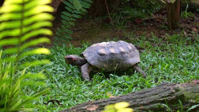 A Red-footed tortoise (chelonoidis carbonarius) crawls on the forest floor, close up shot.