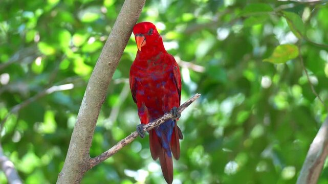 A Red lory (Eos bornea) perches on tree branch amidst lush green foliage, alerted by the surroundings, close up shot.
