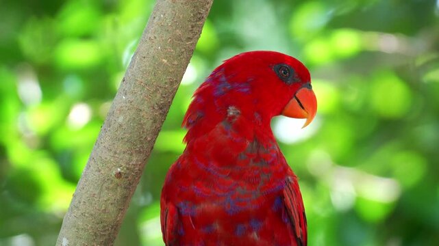 Close up shot of a Red lory (Eos bornea) perches on tree branch amidst lush green foliage.