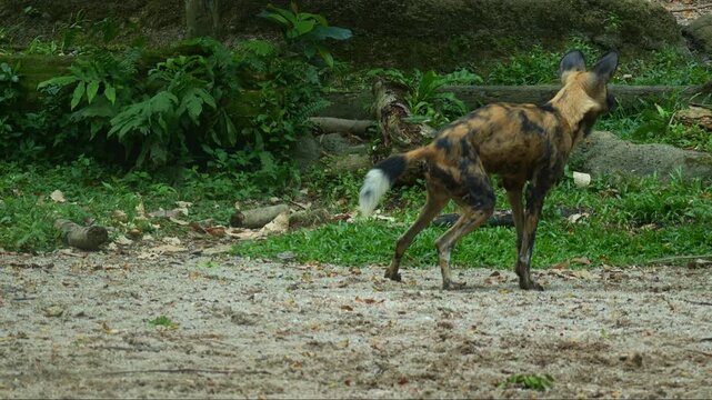 An African painted dog (Lycaon pictus) deposits urine to mark its territory, close up shot.