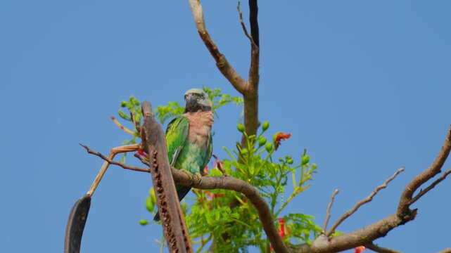 Alexandrine Parakeet (Palaeornis eupatria) perched on a Caesalpinia pulcherrima tree.Birdwatching in natural habitats in the forest Thailand.