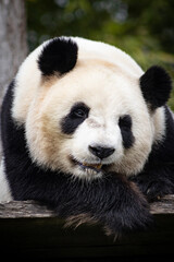 grimace de panda © Adele