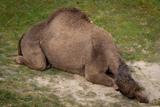 sieste de dromadaire