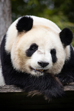 grimace de panda