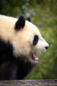 b&acirc;illement de panda