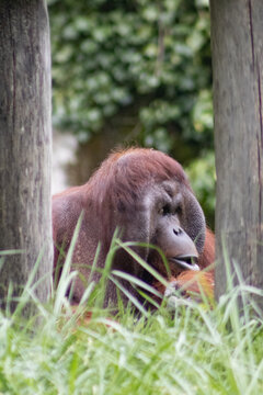 t&ecirc;te d'orang outan