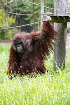 papi orang-outang