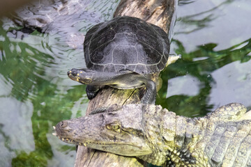 aligator et tortue regarde dans la même direction © Adele