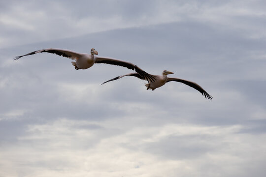 planage de pelican