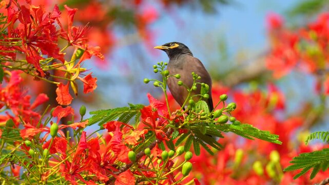 A myna bird perched on a Caesalpinia pulcherrima tree.Birdwatching in natural habitats in the forest Thailand.