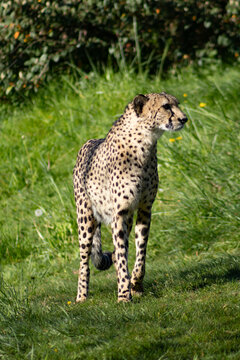 promenade de guepard