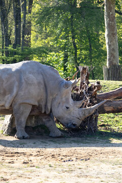 grattage de rhino