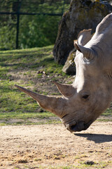 profil de rhino © Adele