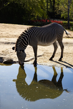 reflets z&egrave;br&egrave;s
