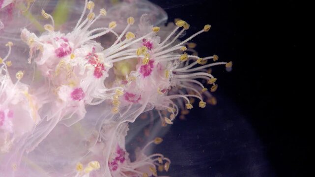Filament tips dancing through drifting pollen, delicate tendrils and yellow anthers emerge from pink haze, intimate macro study of motion and texture