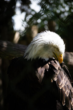 grattage d'ailes d'aigles