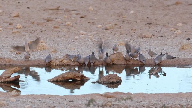 A flock of Cape turtle doves arriving at a waterhole for a drink with beautiful reflection, Kgalagadi Transfrontier Park.