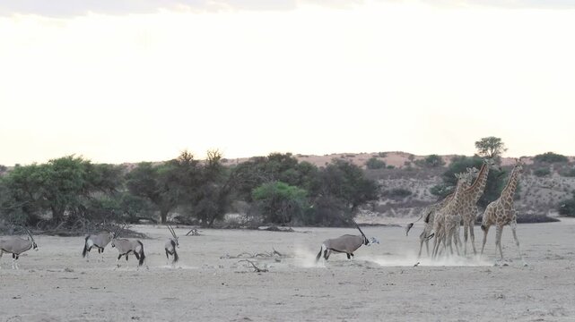 Wide shot of a herd of gemsbok standing in the dusty landscape while one gemsbok charges at a herd of giraffes which start running, Kgalagadi Transfrontier Park.