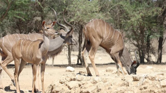 Medium shot of a female and male kudu antelope standing watching a young male kudu drink from a small waterhole, Kgalagadi Transfrontier Park