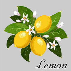 Elegant composition with yellow lemons and flowers.Vector illustration with lemons and flowers on a gray background with text. © Инна Федорова