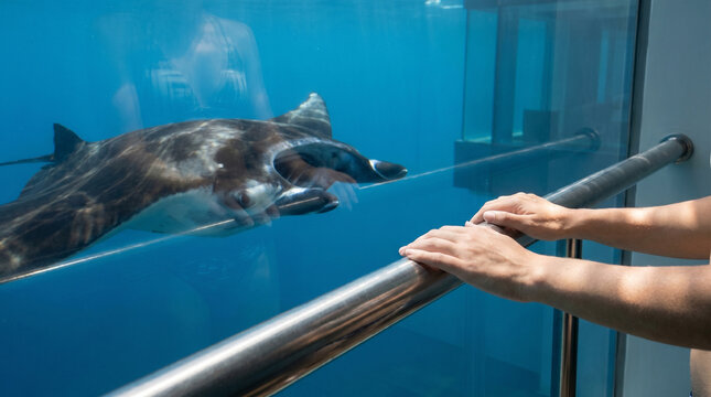 Close up hands gripping the railing of an underwater hotel bedroom balcony as a large manta ray passes silently two meters away in clear blu 2