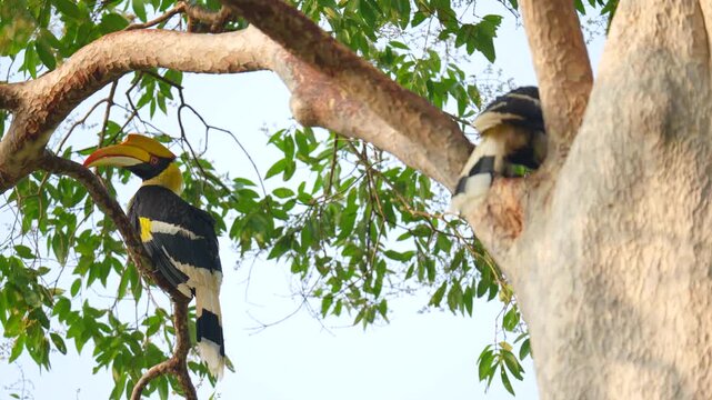 The great hornbill (Buceros bicornis)  feeds its young in a hollow in a tall tree. Birdwatching in natural habitats in the forest Thailand.