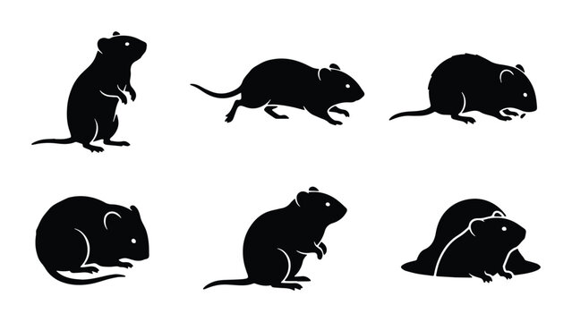 set of vector black and white rat silhouettes on transparent background
