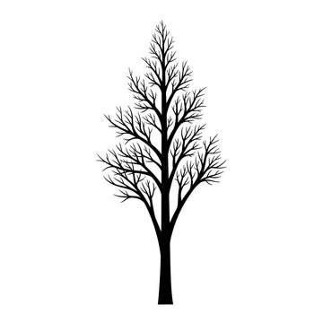 Minimalist black and white illustration of a leafless deciduous tree with intricate branching patterns perfect for nature-themed