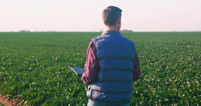 Rear view of farmer with tablet walking in kale field examining the growth of the vegetables.