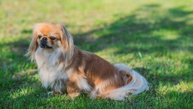 Pekingese Dog in Garden at Sunset Light