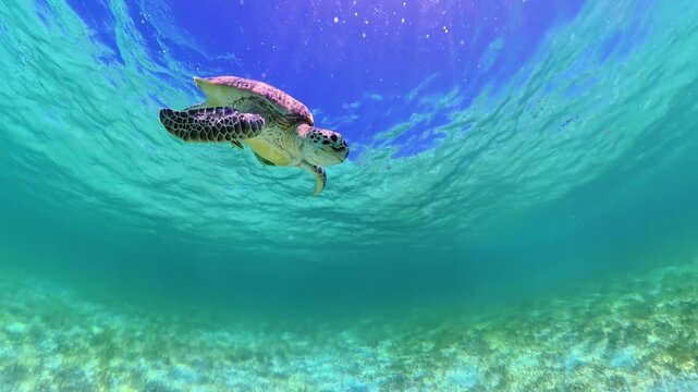 Sea turtle gracefully swimming and gliding through clear turquoise waters and vibrant seagrass beds, enjoying freedom in the Malcapuya Island marine environment in Palawan, Philippines, Coron Island