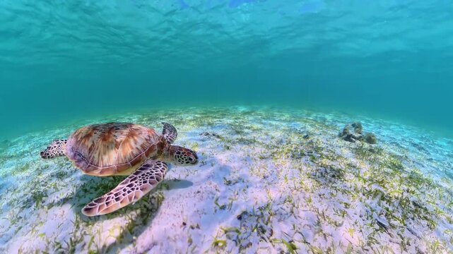 Green sea turtle swimming above a white sand ocean floor with sparse seagrass, enjoying the clear turquoise waters while snorkeling around Malcapuya Island in Coron, Palawan