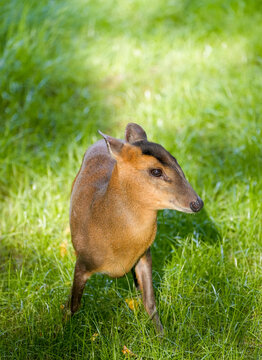 Portrait of a muntjac in a meadow. Close-up of an animal with brown fur. Muntiacus.
