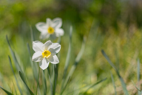 Two white daffodil flowers with yellow centers grow amidst green grass in a sunny garden setting.