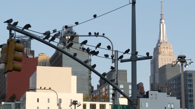 New York City, United States of America. Manhattan Midtown Hells Kitchen urban cityscape architecture. Pigeon birds. Empire State Building on 34 street, 5 avenue. Skyscraper tower, Port Authority area