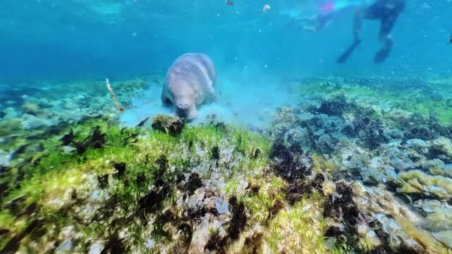 Dugong, herbivorous mammal, gracefully swimming through water over vibrant coral reef, feeding on seagrass in marine ecosystem of Calauit Game Preserve and Wildlife Sanctuary of Palawan, Philippines