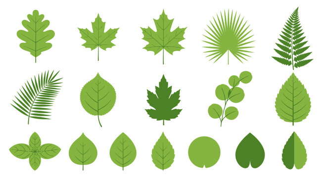 Collection of various green leaves.