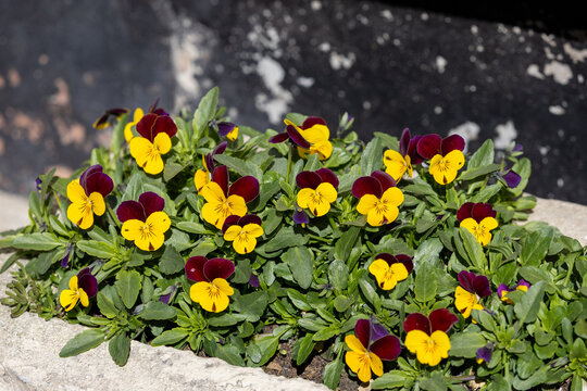 Garden pancy, viola wittrockiana in yellow and maroon color in a garden flower pot