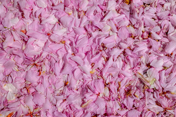 Obraz premium Selective focus petals of Prunus serrulata fallen under the tree, White pink cultivar flowers wilt on the ground, Oriental flowering species of cherry, Floral pattern texture, Natural background.